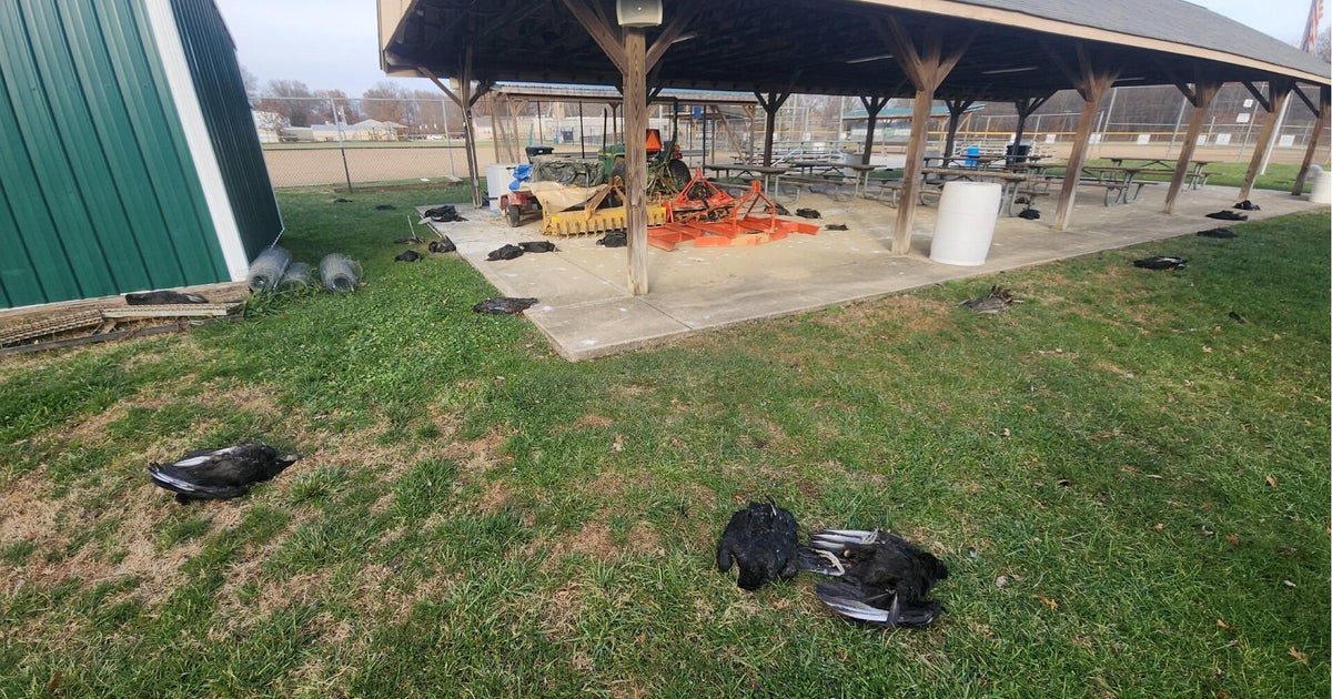 About 70 dead vultures found on Ohio school campus