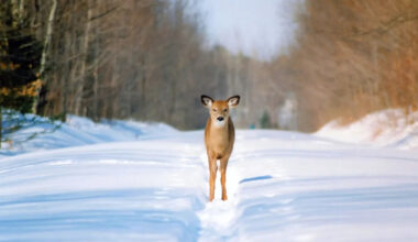 Yahoo lifestyle home