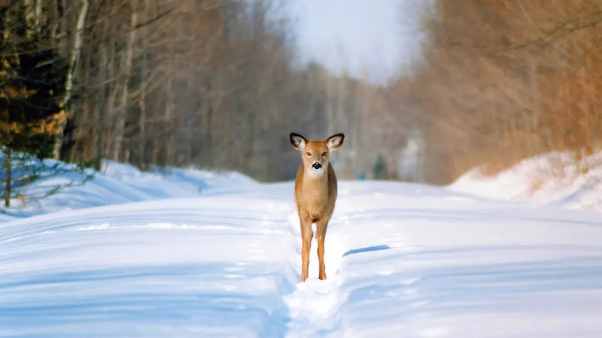 Yahoo lifestyle home