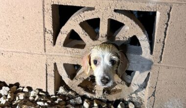 A dog trapped in a cinder block wall was rescued by firefighters in Goodyear, authorities said....