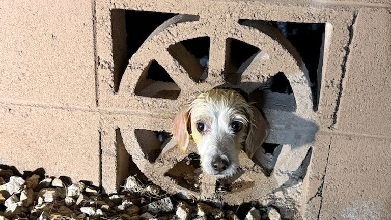 A dog trapped in a cinder block wall was rescued by firefighters in Goodyear, authorities said....