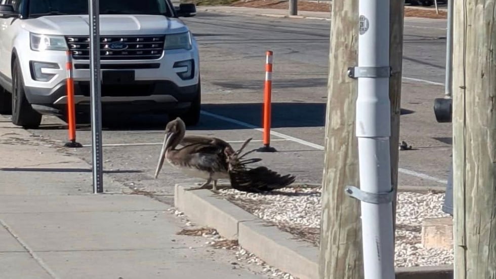 Skywatch Bird Rescue has received its first Brown Pelicans of the season with injuries that...