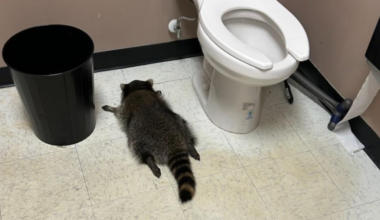 Ashland asking for help to name drunk raccoon