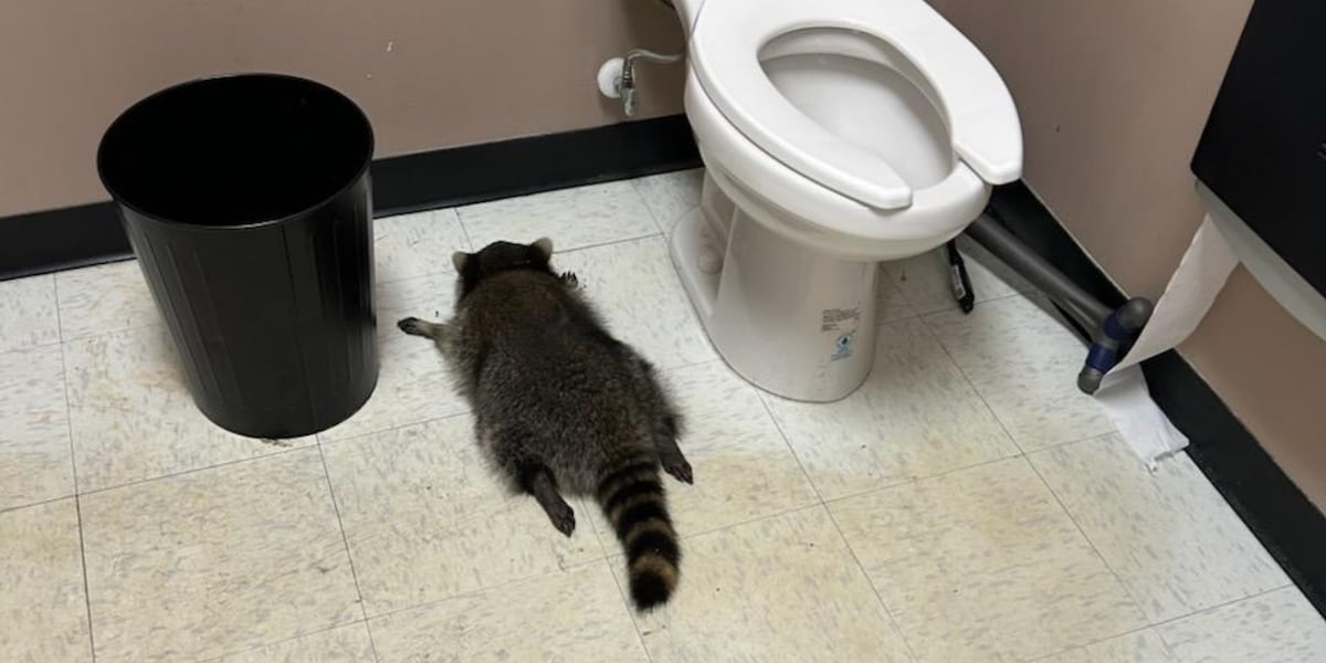 Ashland asking for help to name drunk raccoon