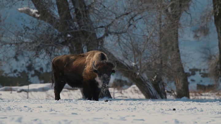 Gladstone told HuffPost that during "hard times," Blackfeet people remind themselves "to be like buffalo," who survive subzero temperatures during winter, and face elements and their predators head on.