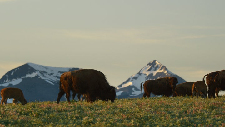 As a keystone species, bison are crucial to the survival of other plants and animals. "Almost everything about how bison live and move through the landscape benefits other animals," Gladstone explains in the film.