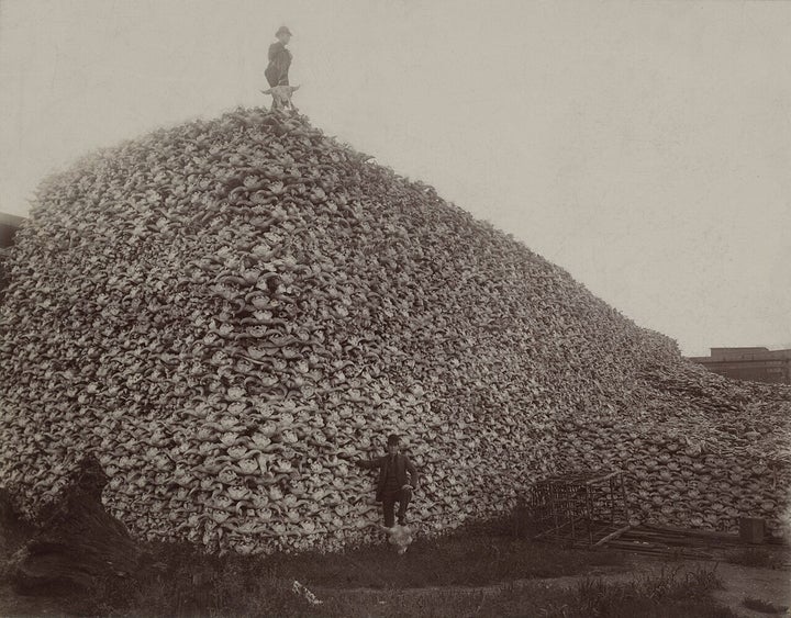 A hunter poses alongside a mountain of buffalo skulls at Michigan Carbon Works, in Rougeville, Michigan, in 1892. U.S. Army General Grenville M. Dodge once said, "Every buffalo dead is an Indian gone."