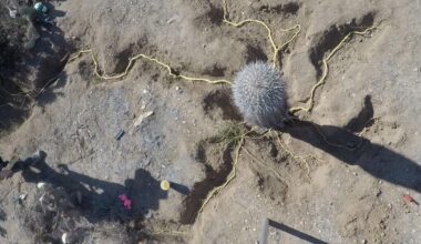 Researchers investigate secret underground life of saguaros