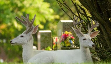 Favorite photos of 2025 by Joed Viera - Buffalo News