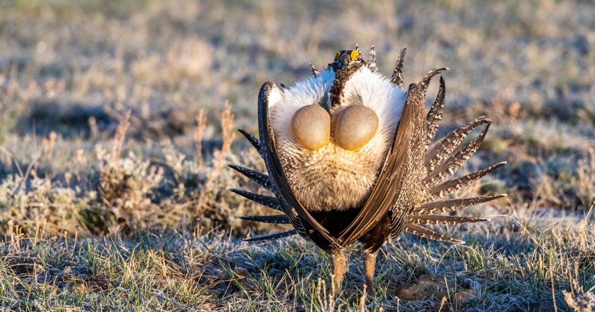 Bureau of Land Management opens more lands inhabited by greater sage-grouse to energy development - St. George News