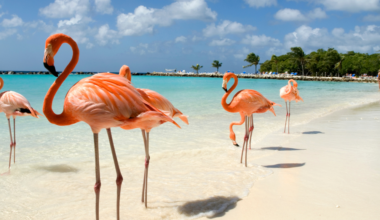 Study: Florida flamingos are native and could recover | Florida