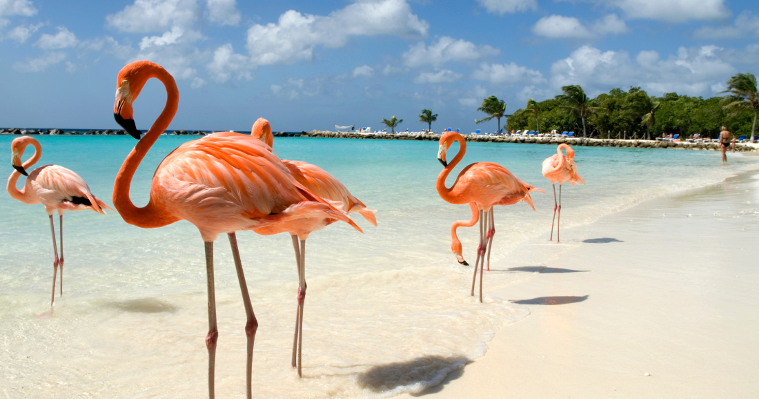 Study: Florida flamingos are native and could recover | Florida