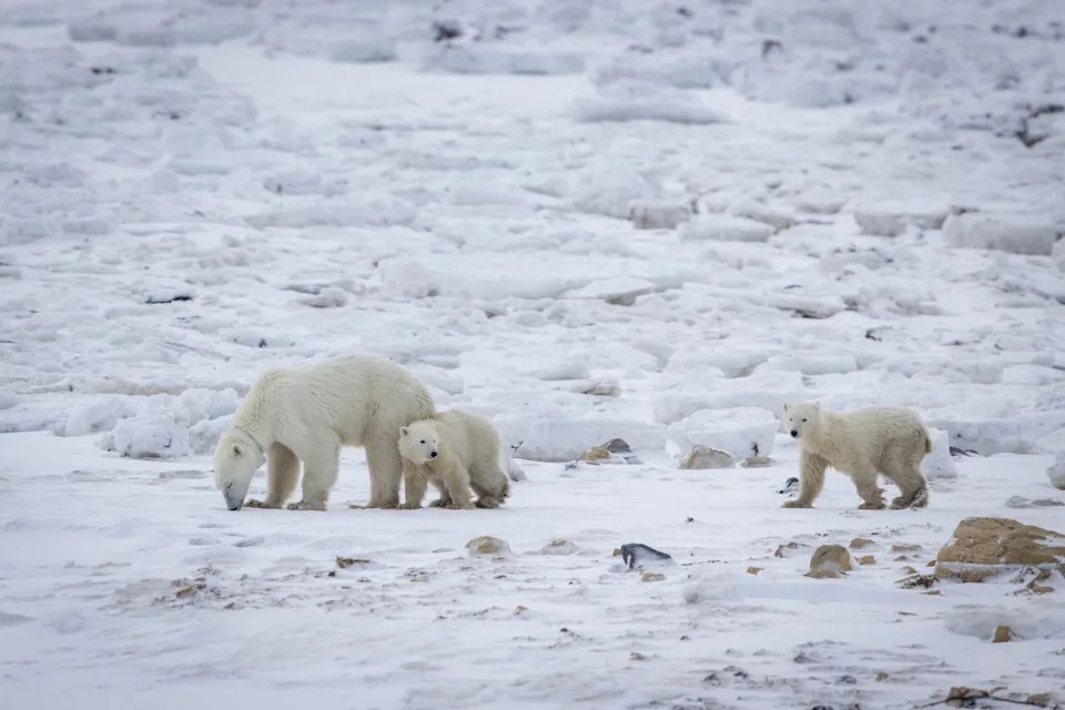 A female polar bear and her cub were joined by another cub during recent fieldwork by scientists near Churchill, Man., in November 2025.