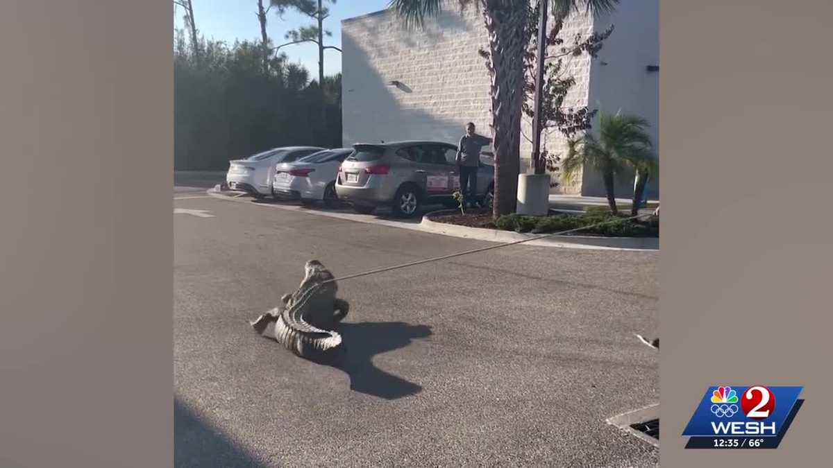 10-foot gator tossed from Florida 7-Eleven