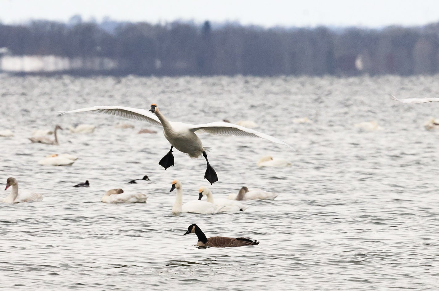 A swan flies above a lake filled with other swans, while a goose swims on the water in the foreground. Trees line the distant shoreline.