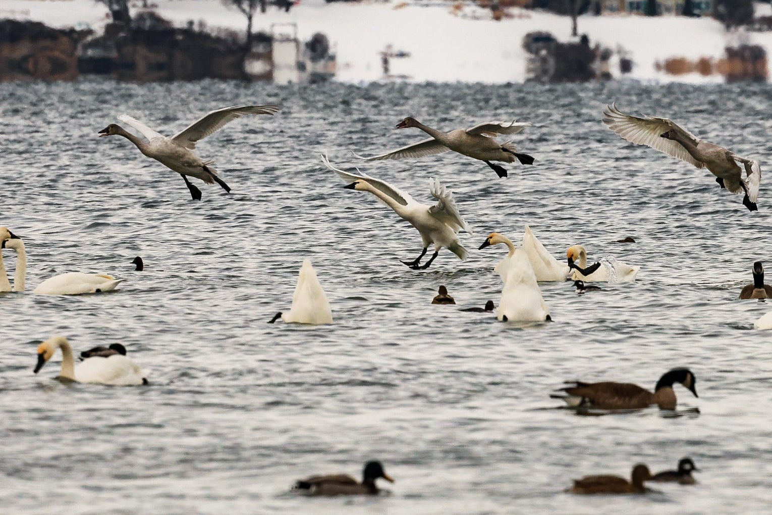 Several swans and ducks swim and fly over a lake with a snowy shoreline in the background.