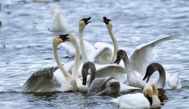 A group of swans interact and swim on a body of water; some have wings raised while others have their heads down.