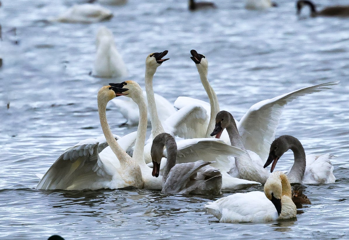 A group of swans interact and swim on a body of water; some have wings raised while others have their heads down.