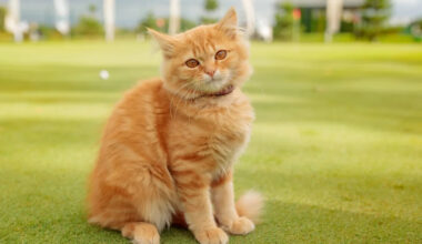 Tiny Orange Cat Helping Golfer on the Putting Green Makes the Perfect Coach