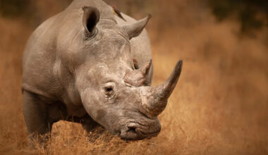 Musician Sings to Rhinos and Gets the Coolest Surprise