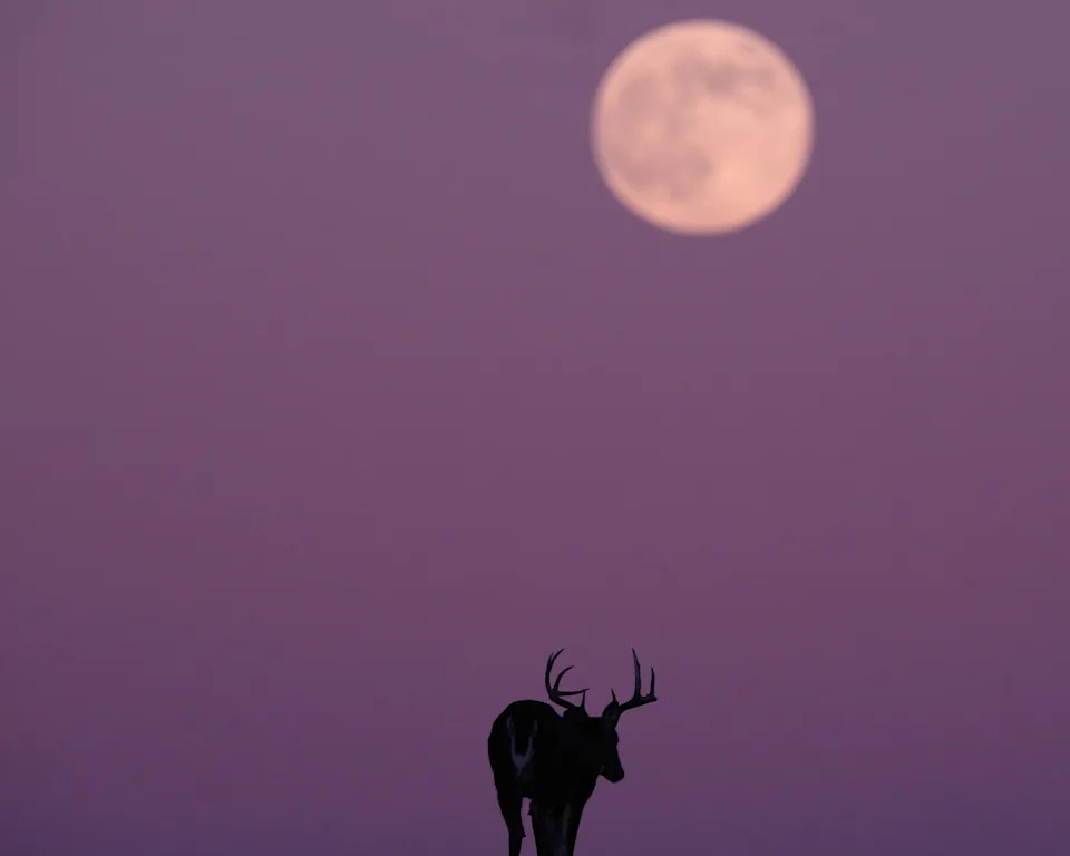 The supermoon rises beyond a deer grazing in a field in Kansas City, Mo.