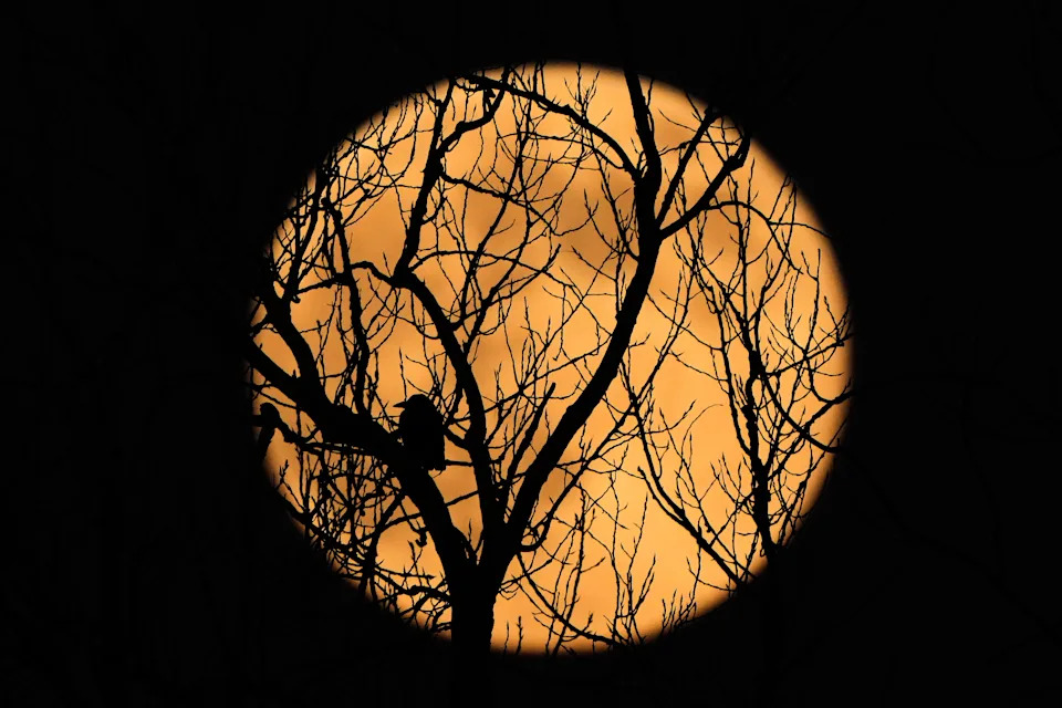 The full supermoon rises beyond a bird perched in a tree in Kansas City, Mo.
