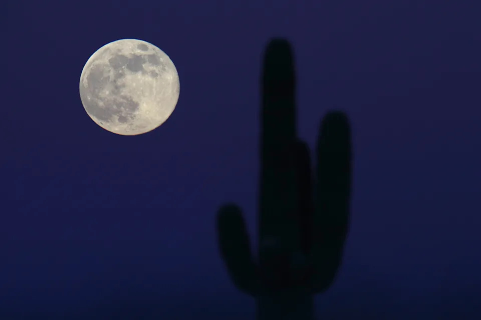 The supermoon rises over a saguaro cactus at South Mountain Park in Phoenix.
