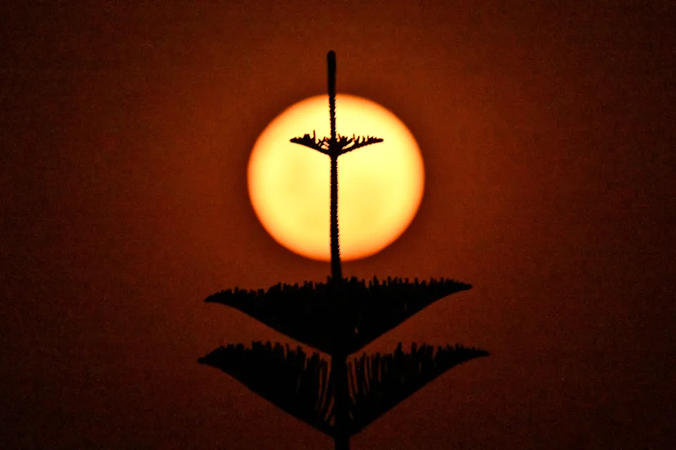 A tree is silhouetted against the last supermoon of the year, also called the cold moon.
