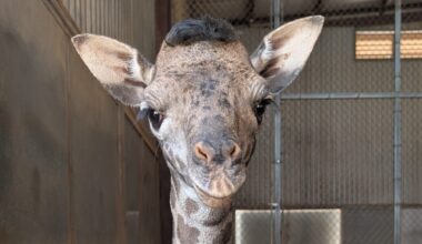 Phoenix Zoo has new baby giraffe who gets the zoomies daily. See video