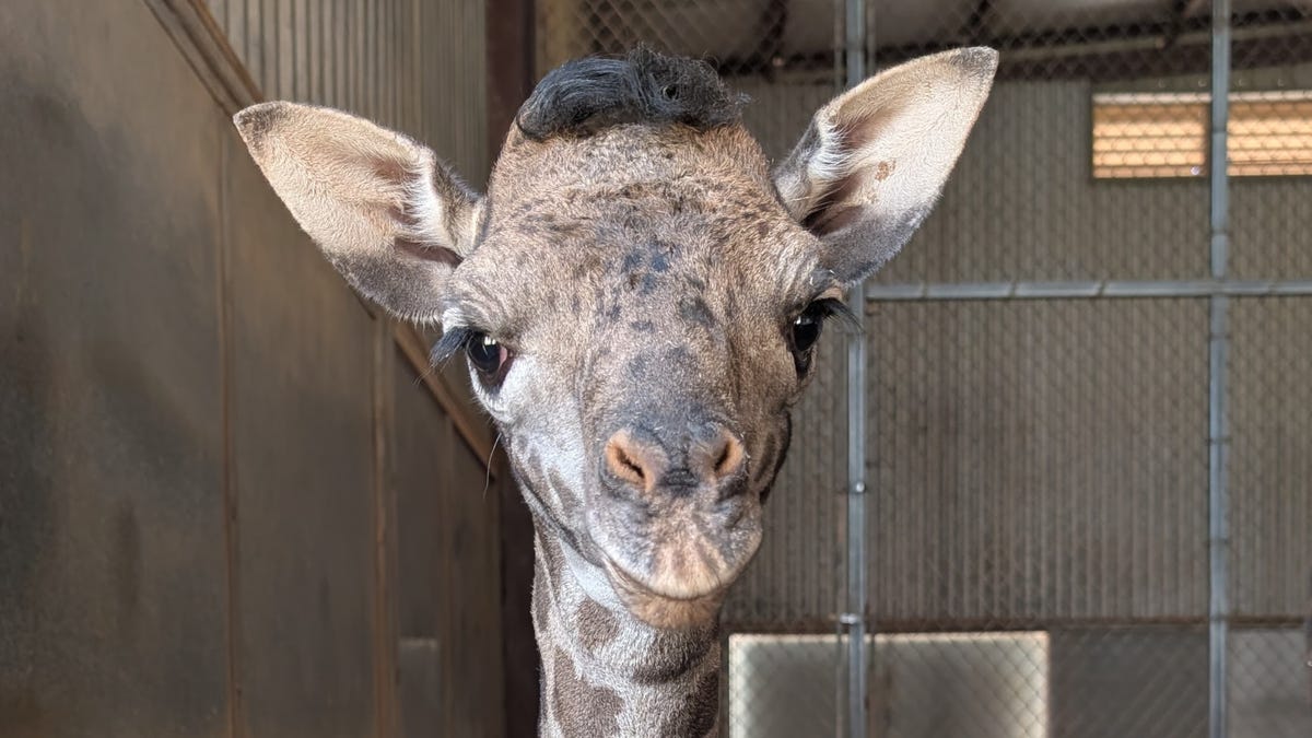 Phoenix Zoo has new baby giraffe who gets the zoomies daily. See video