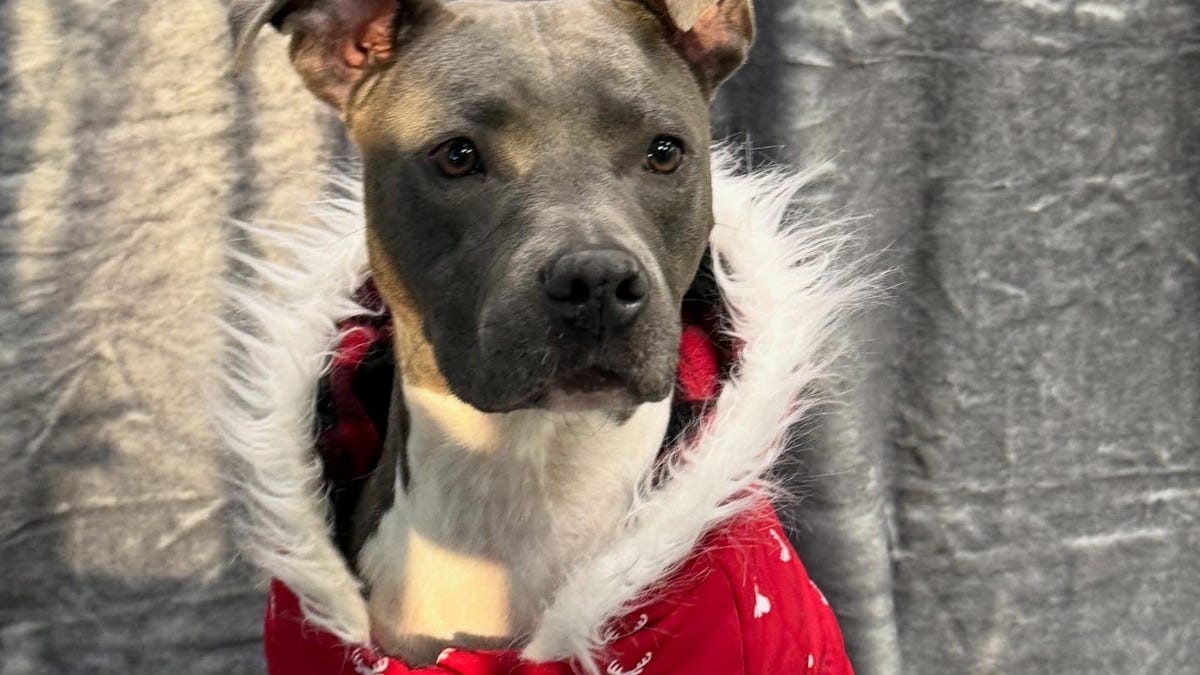 These cats and dogs are yearning to be adopted in Jacksonville area