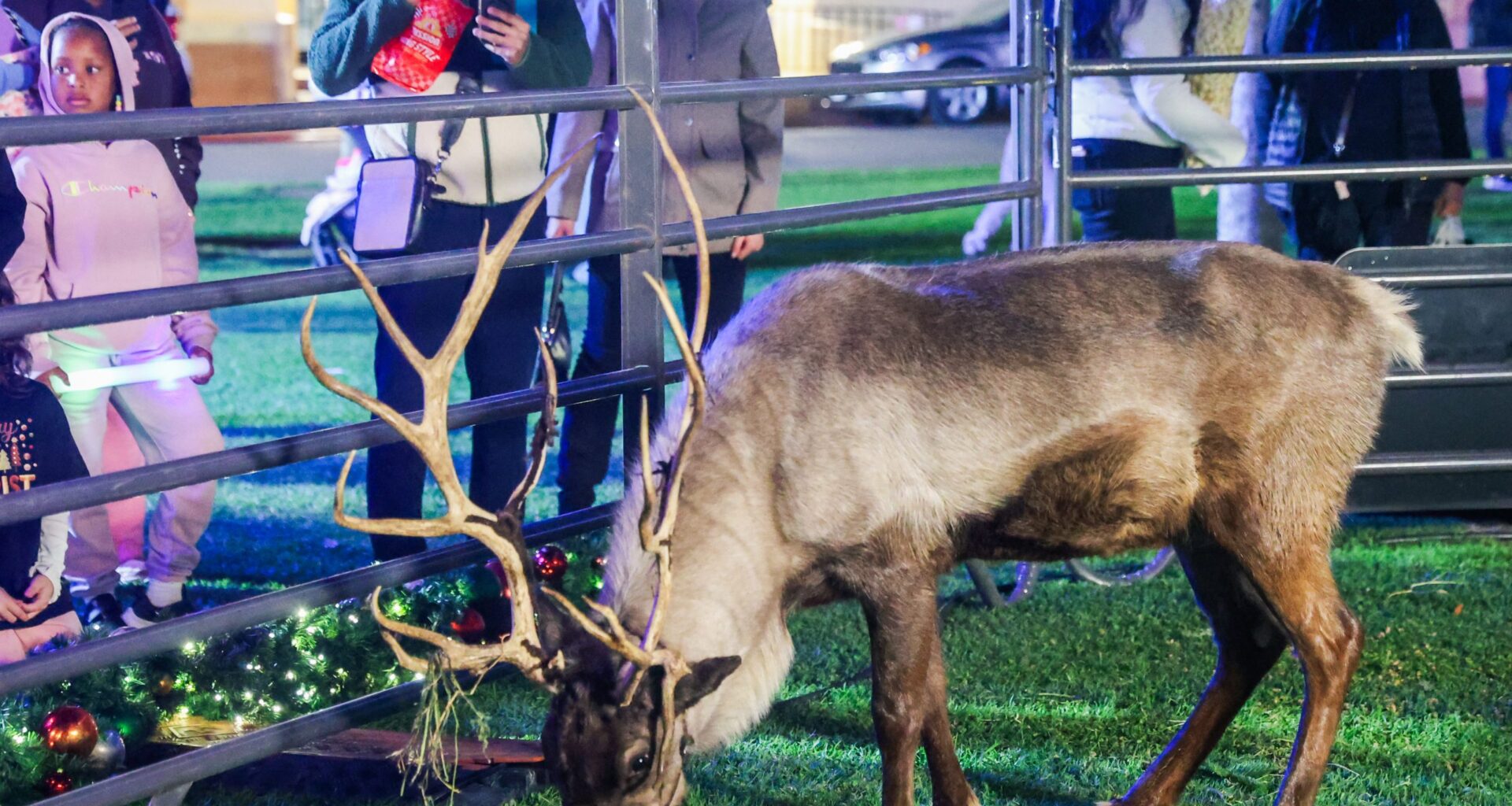 Murphy the dog-loving reindeer wows crowds at December Nights