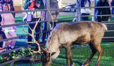 Murphy the dog-loving reindeer wows crowds at December Nights