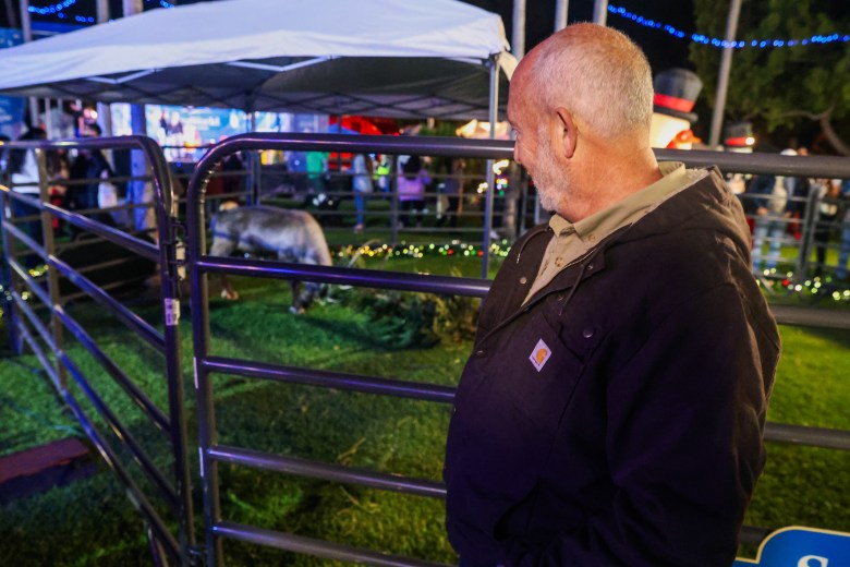 A man looks over his shoulder and through a gate around a grassy area at a wild animal grazing under a white canopy and hanging lights.