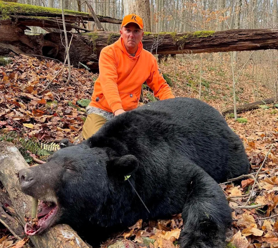 A hunter with a heavy Pennsylvania black bear.