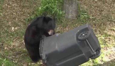 Bear hunters in Florida paid $2K to opt out of killing