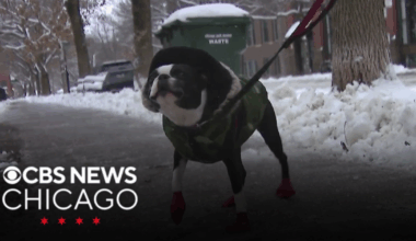 Chicago area pups enjoy the winter wonderland