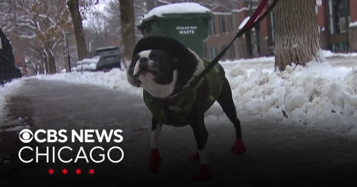 Chicago area pups enjoy the winter wonderland