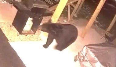 Bear spotted in Crescent Township, Allegheny County