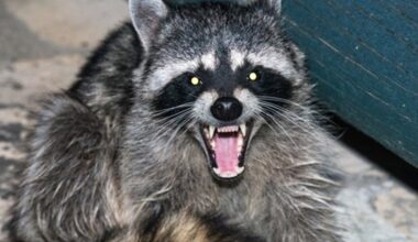 Cherokee County man drives an hour with raccoon in his coat, gets bitten in face, later learns it had rabies