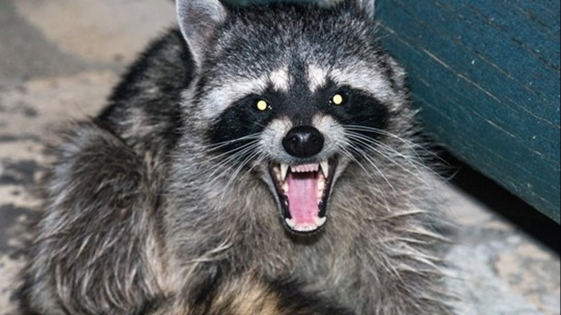 Cherokee County man drives an hour with raccoon in his coat, gets bitten in face, later learns it had rabies