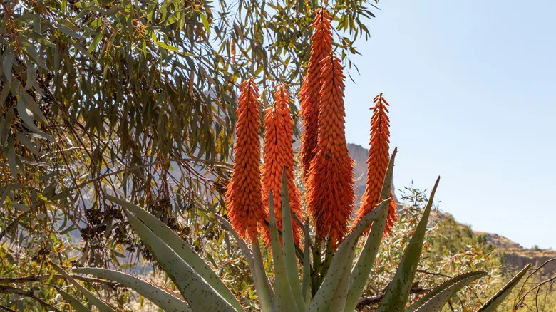 Aloe ferox at the Boyce Thompson Arboretum in Superior, Arizona