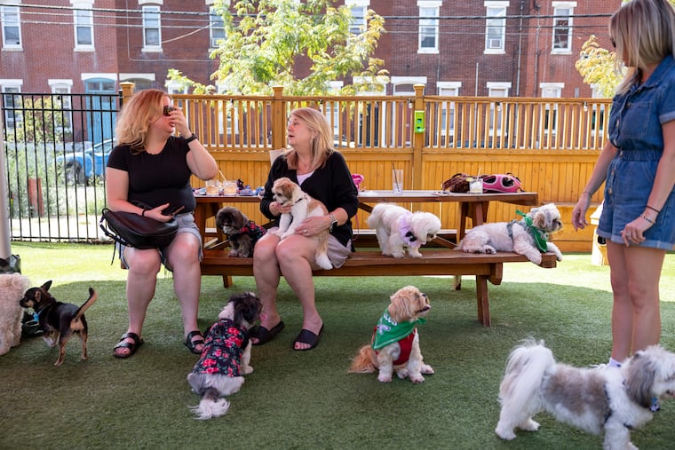 Shih Tzu owners gathered at the patio at The Boozy Mutt for an August 2025 breed meet up. The dog-friendly Fairmount bar is closing on Jan. 3, 2026 after just over two years in business.