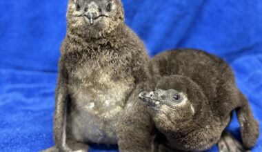 Two African penguins born at the Adventure Aquarium in Camden