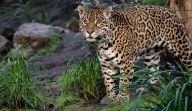 Aging Mother-and-Son Jaguars Arrive at Special ‘Retirement’ Home for Big Cats to Live Out Their Years