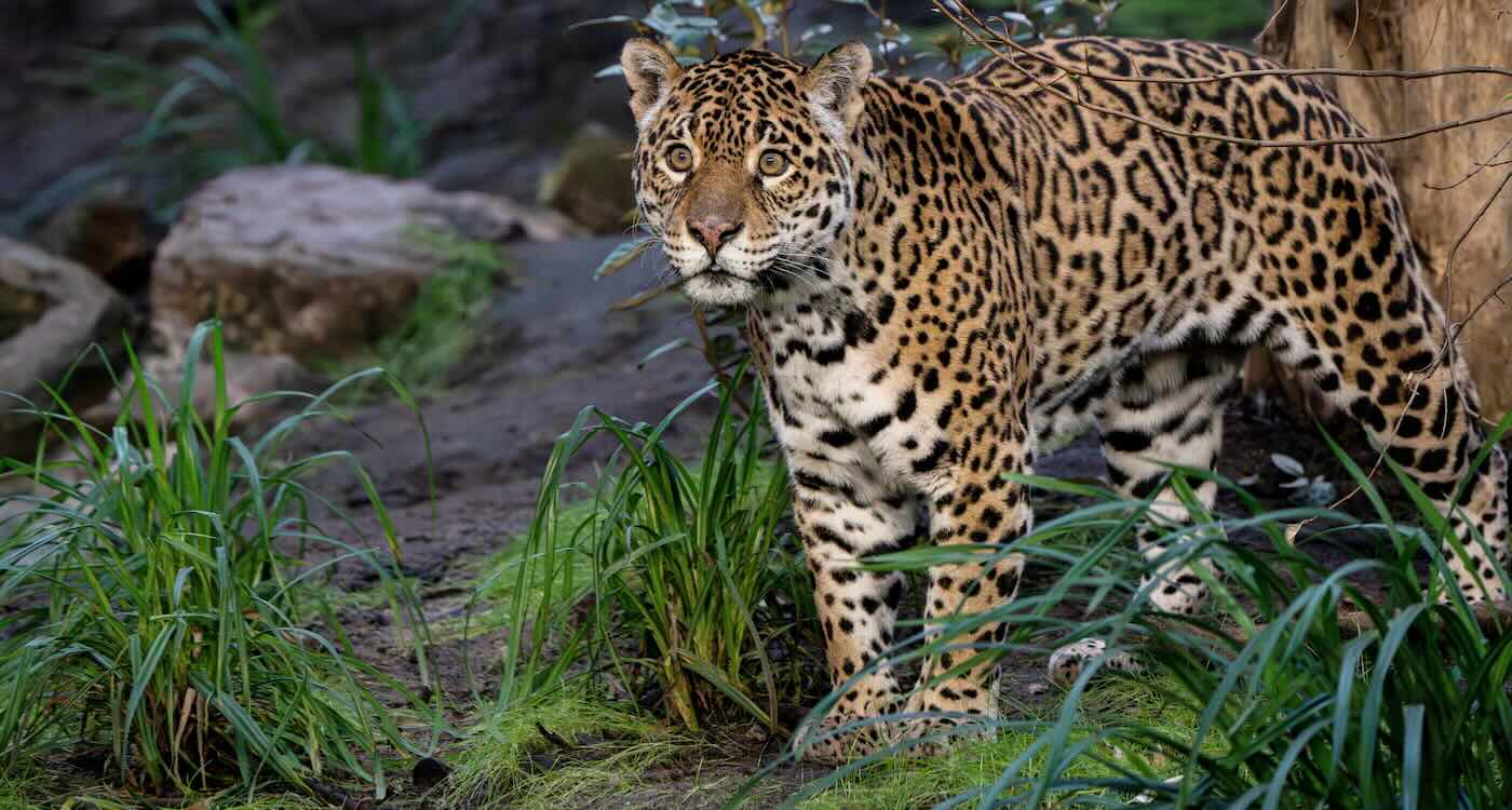 Aging Mother-and-Son Jaguars Arrive at Special ‘Retirement’ Home for Big Cats to Live Out Their Years