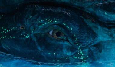 Payakan Avatar Fire and Ash