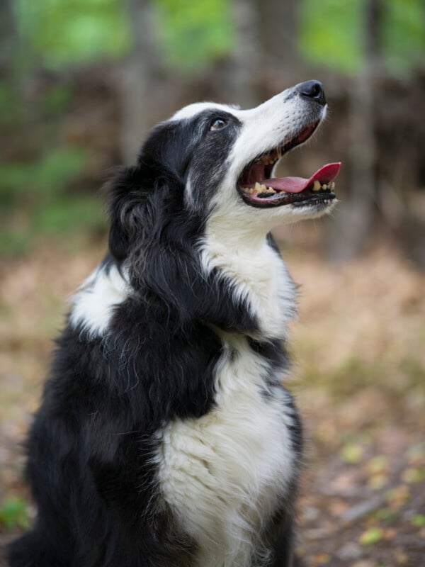 A black and white dog with long fur sits outdoors, looking up with its mouth open and tongue slightly out. The background is blurred trees and foliage.