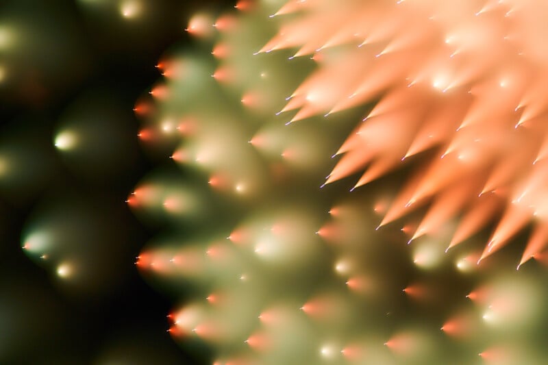 Abstract close-up image showing rows of pointed, orange and green shapes resembling cactus spines or soft spikes, with a gradient of light and shadow creating depth and a soft, blurred background.