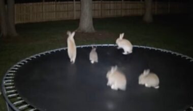 Six rabbits are on a trampoline at night, with some jumping and others sitting. The trampoline is outdoors, surrounded by trees and a wooden fence in the background.